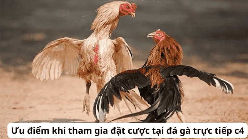 Giới thiệu về Đá gà trực tiếp Thomo C4